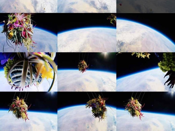 fleurs dans l'espace