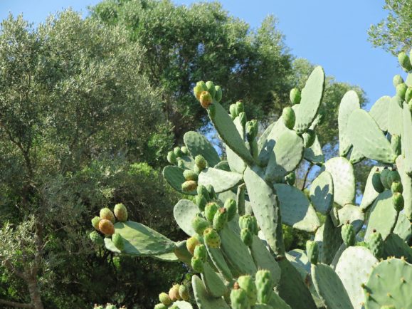 végétation madrague giens