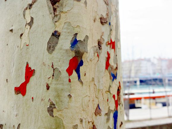 graffiti arbre