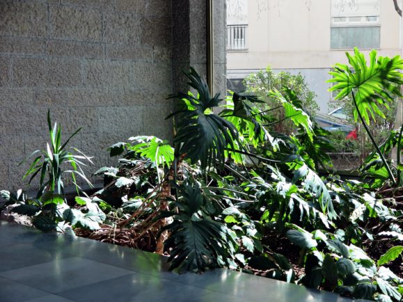 plantes vertes intérieur